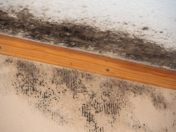 Best Mold Damage Restoration  in Citrus Springs, FL